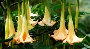 Floripondio: belleza hipnótica con un veneno oculto