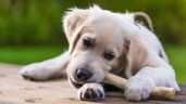Foto ilustrativa de la nota titulada: Por qué algunos perros esconden comida en diferentes lugares de la casa