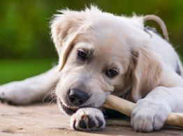 Lo dice la ciencia, los perros pueden reconocer a las “malas personas”