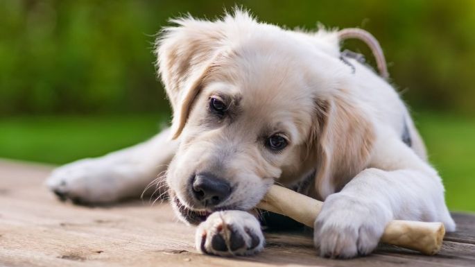 Por qué algunos perros esconden comida en diferentes lugares de la casa