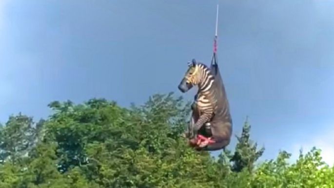 La increíble historia de Ed, la cebra "voladora" que se volvió viral 