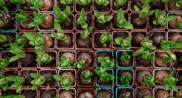 Huerta para principiantes: cinco hortalizas para cultivar en maceta