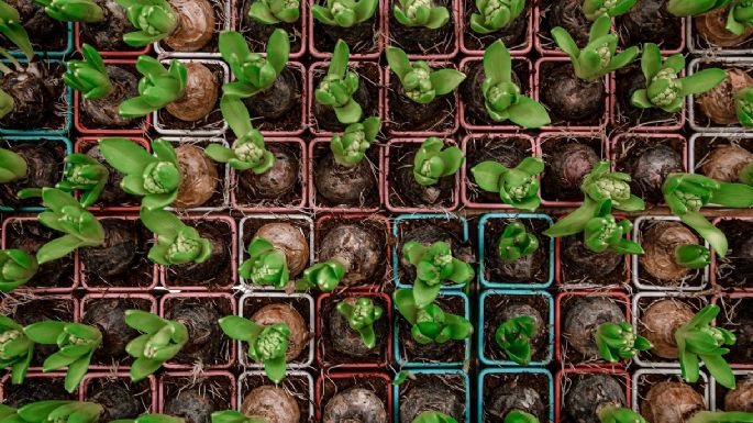 Huerta para principiantes: cinco hortalizas para cultivar en maceta