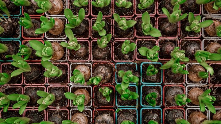 Huerta para principiantes: cinco hortalizas para cultivar en maceta