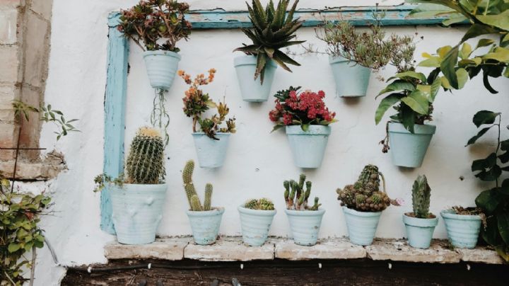 Jardín vertical perfecto: cinco plantas para un diseño espectacular