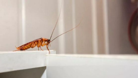 El truco casero para eliminar los insectos de la cocina 