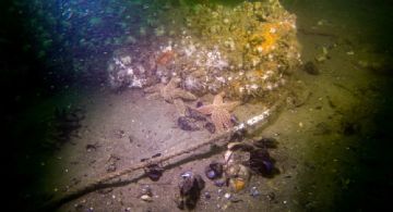 El descubrimiento que le puso fin a un largo misterio