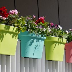 Balcón verde: cinco plantas ideales para crear un pequeño oasis