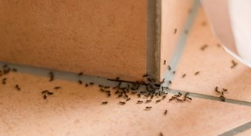 Cinco trucos para eliminar la hormigas del interior de la casa