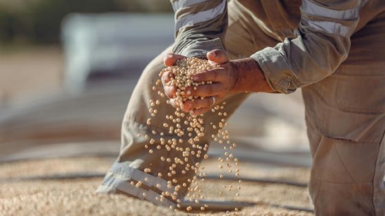 Es la principal exportación y tiene el precio más bajo en décadas