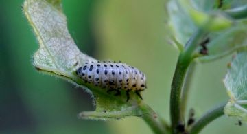 Secretos de jardinero: detergente, un aliado inesperado contra las plagas
