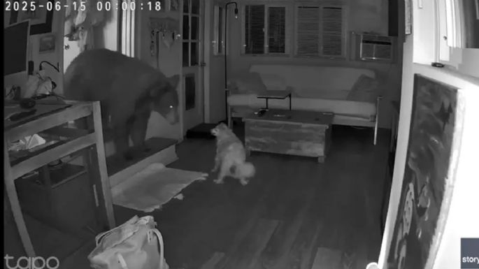 Un perro enfrentó a un enorme oso que se había metido en una casa de familia 