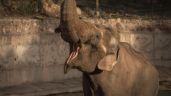 Foto ilustrativa de la nota titulada: Murió el elefante que un circo abandonó en Mendoza