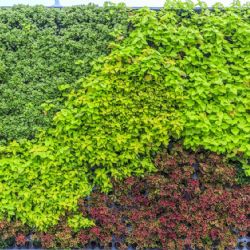 Cercos verdes: tres plantas ideales para incrementar la privacidad