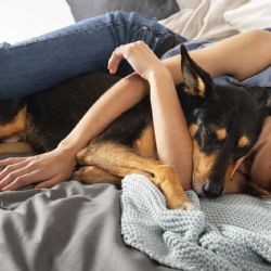 Cómo dormir con mascotas puede ayudarte a combatir el insomnio