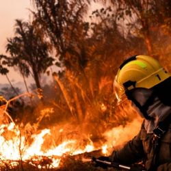 Brasil registró un récord histórico de incendios forestales en 2024