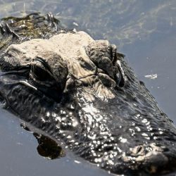 EEUU construirá una prisión rodeada de cocodrilos y serpientes 