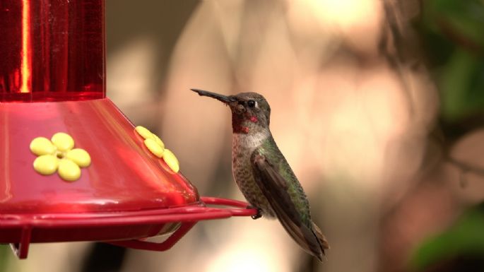 Por qué recomiendan no poner bebederos para colibríes en jardines