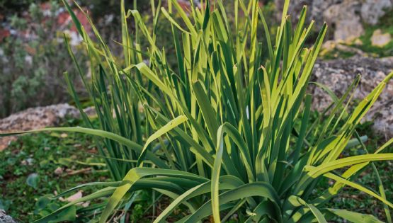 Planta citronela y despídete de las moscas y mosquitos