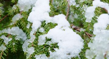 Cómo recuperar el jardín después de una nevada