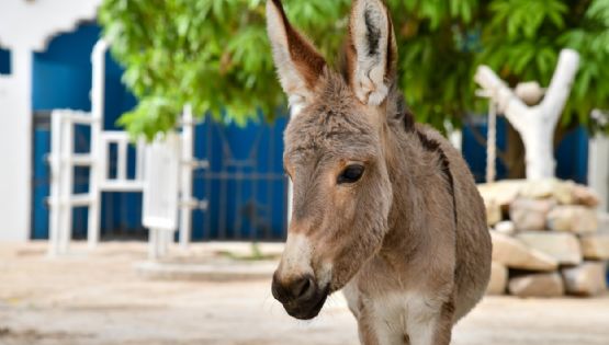 China sacrificó 6 millones de burros por el colágeno 