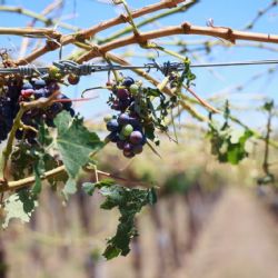 Declararon la emergencia y desastre agropecuario en varias zonas de la provincia