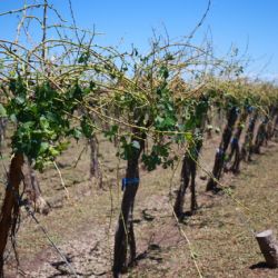 Por el estado de desastre y emergencia agropecuaria el tesoro le entregó $7 mil millones a Mendoza