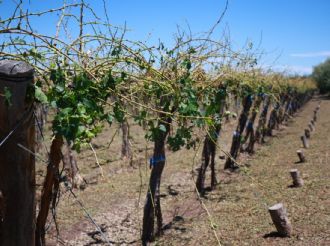 Por el estado de desastre y emergencia agropecuaria el tesoro le entregó $7 mil millones a Mendoza