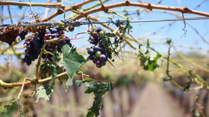 Declararon la emergencia y desastre agropecuario en varias zonas de la provincia