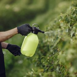 Fácil y natural: cómo eliminar los pulgones por completo