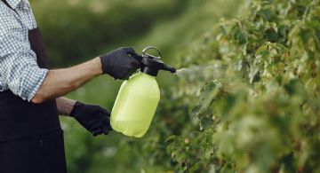 Fácil y natural: cómo eliminar los pulgones por completo