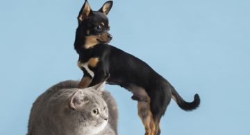 Qué sueñan los perros y gatos, según Harvard 