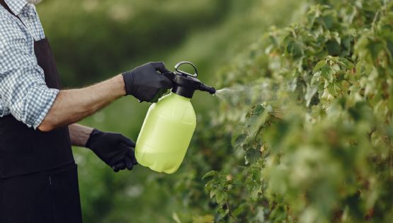 Fácil y natural: cómo eliminar los pulgones por completo