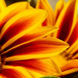 Gazanias, la planta versátil que florece todo el año