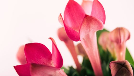 Cuidados para que la Santa Teresita explote en otoño