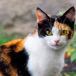 Gatos calicó: un fenómeno felino donde el 99% son hembras