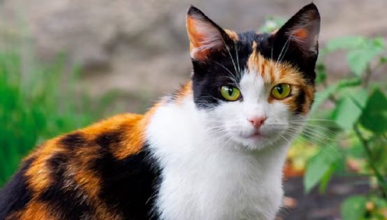 Gatos calicó: un fenómeno felino donde el 99% son hembras