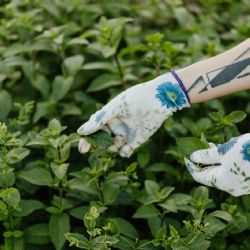 Poleo, la hierba aromática con gran potencial para la salud