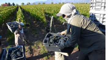 Productores y contratistas sin acuerdo: crece la incertidumbre de cara a la vendimia