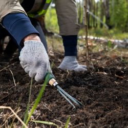 Mulch: el truco que evitará que tu jardín sufra el invierno