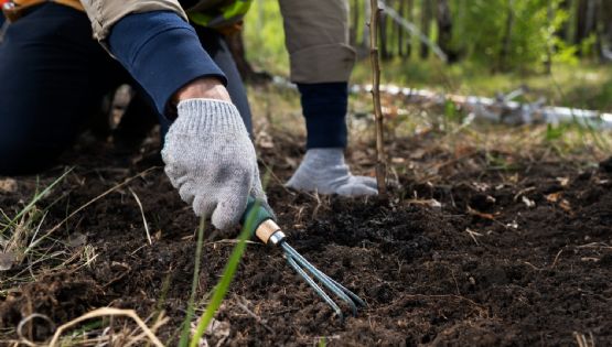 Mulch: el truco que evitará que tu jardín sufra el invierno