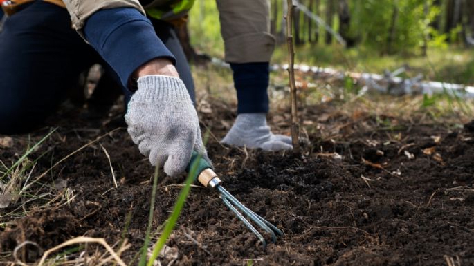 Mulch: el truco que evitará que tu jardín sufra el invierno