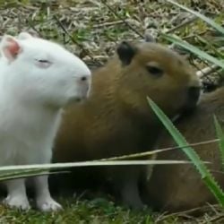 La historia detrás del carpincho albino que se volvió viral 