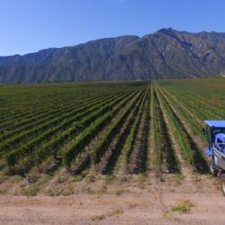 50 años de vitivinicultura mendocina: menos viñedos, menos bodegas y más concentración