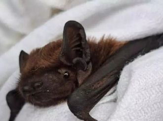 Apareció un murciélago con rabia en Buenos Aires 