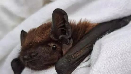 Así es Hugo, el murciélago italiano con GPS 