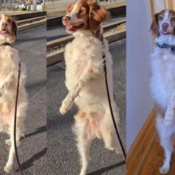 Dexter, el perro que camina en dos patas y genera pánico y ternura al mismo tiempo 