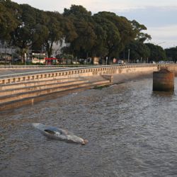 Apareció otra ballena encallada en la Costanera porteña