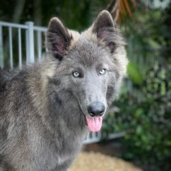 Pastor Blue Bay, la raza del “perro lobo” de Buenos Aires que se hizo viral 