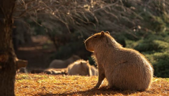 Implementarán una vacuna anticonceptiva en los carpinchos en Nordelta